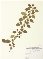藏品(烏皮九芎)的圖片